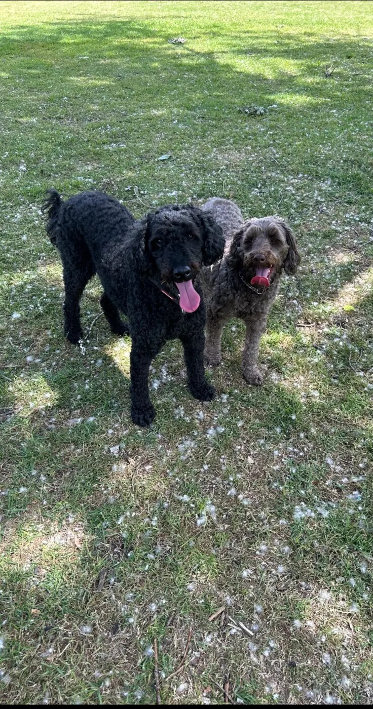 Two curly-haired dogs standing together on the grass