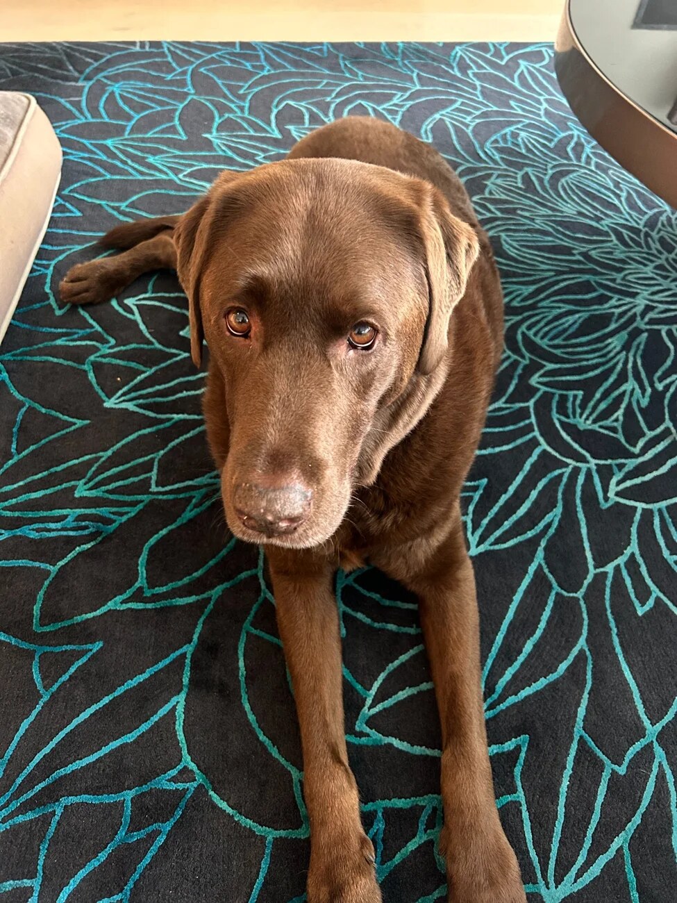 A chocolate Labrador relaxing at home
