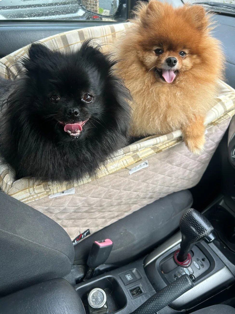 Two fluffy Pomeranians sitting together