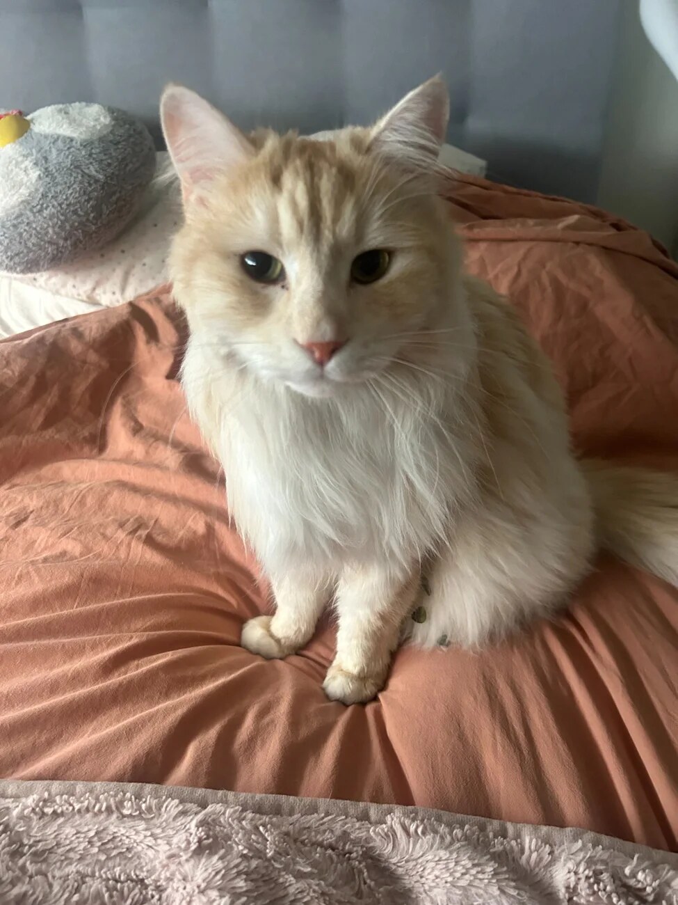 A cream and white cat sitting on a bed