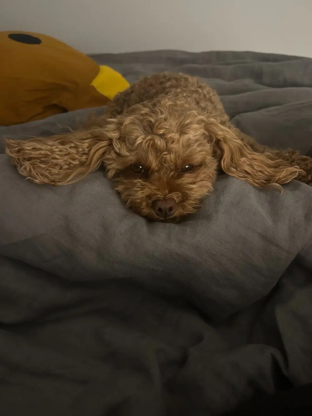 A brown curly-haired dog resting on grey bedding