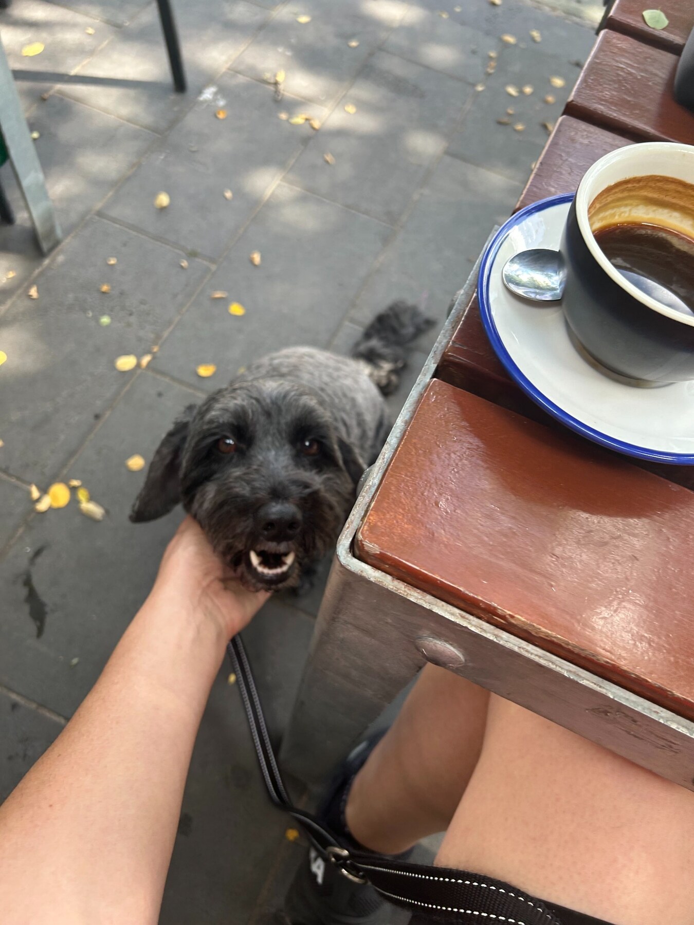 A black dog enjoying a pat beside Nicole’s coffee at an outdoor café