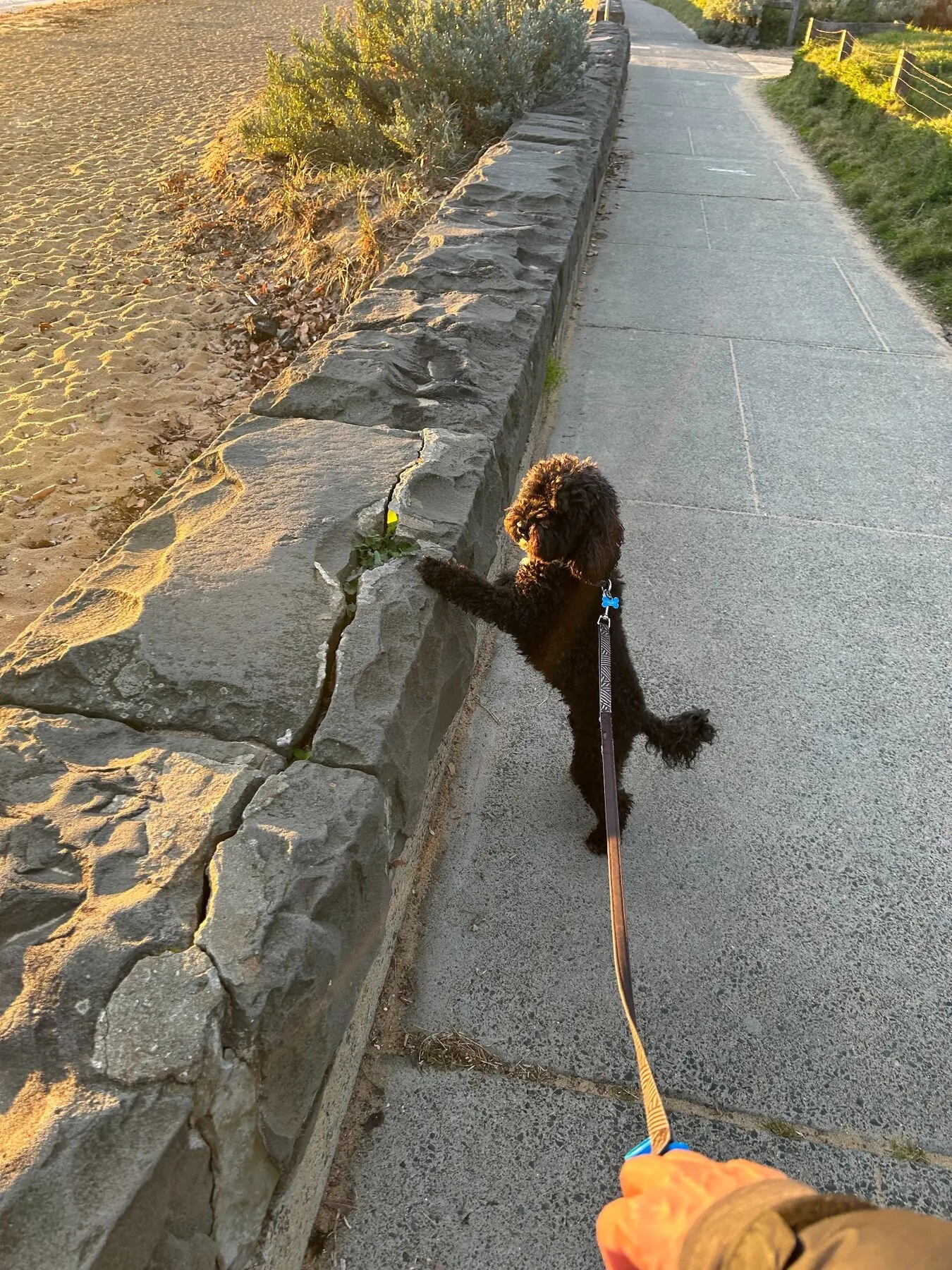 A dog on a lead during a coastal walk, with the lead held by Nicole